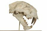 False Saber-Toothed Cat (Dinictis) Skull - South Dakota #236996-3
